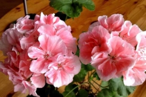 Пеларгония Marbacka Rose
