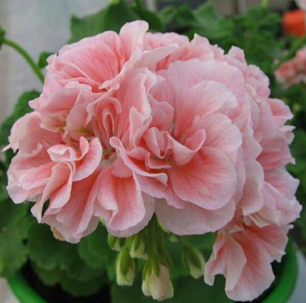 Пеларгония Marbacka Rose 5