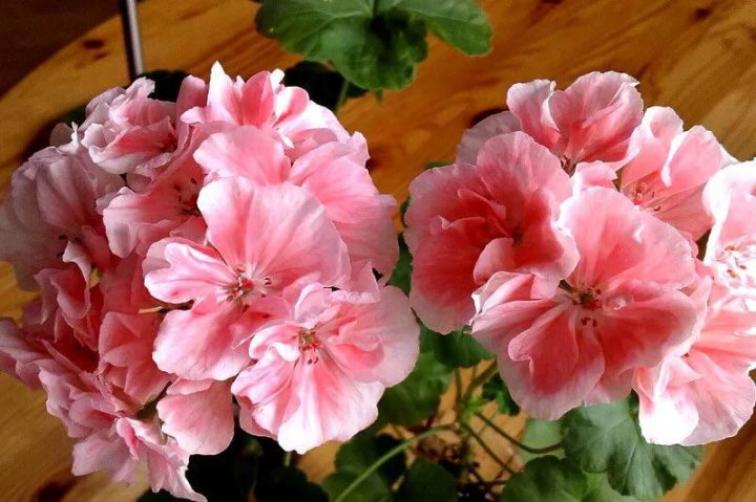 Пеларгония Marbacka Rose