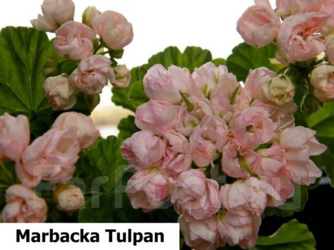 Пеларгония Марбаска Тюльпан (Marbacka Tulpan) 2
