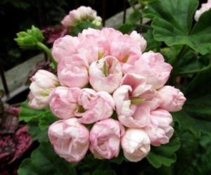 Пеларгония Марбаска Тюльпан (Marbacka Tulpan)