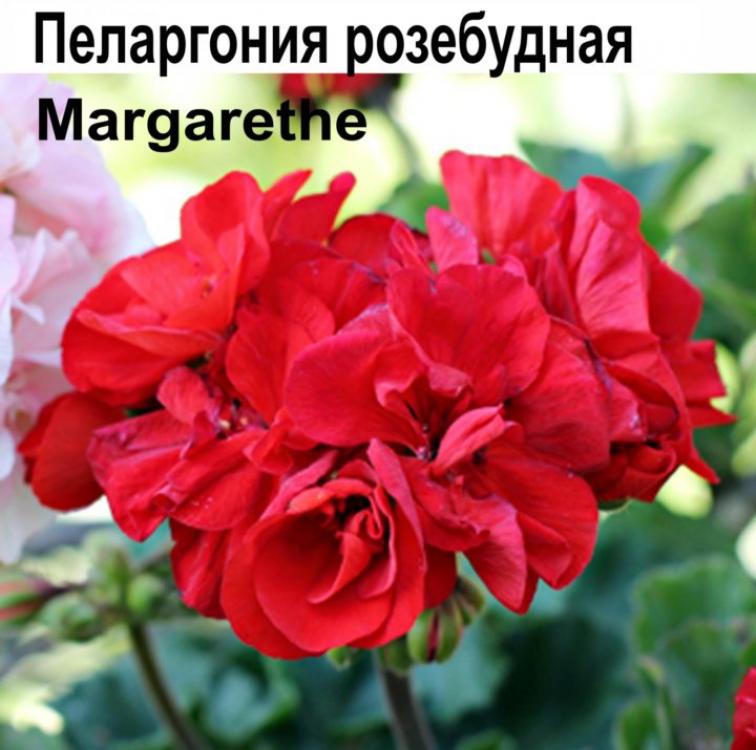 Пеларгония Маргарита 2
