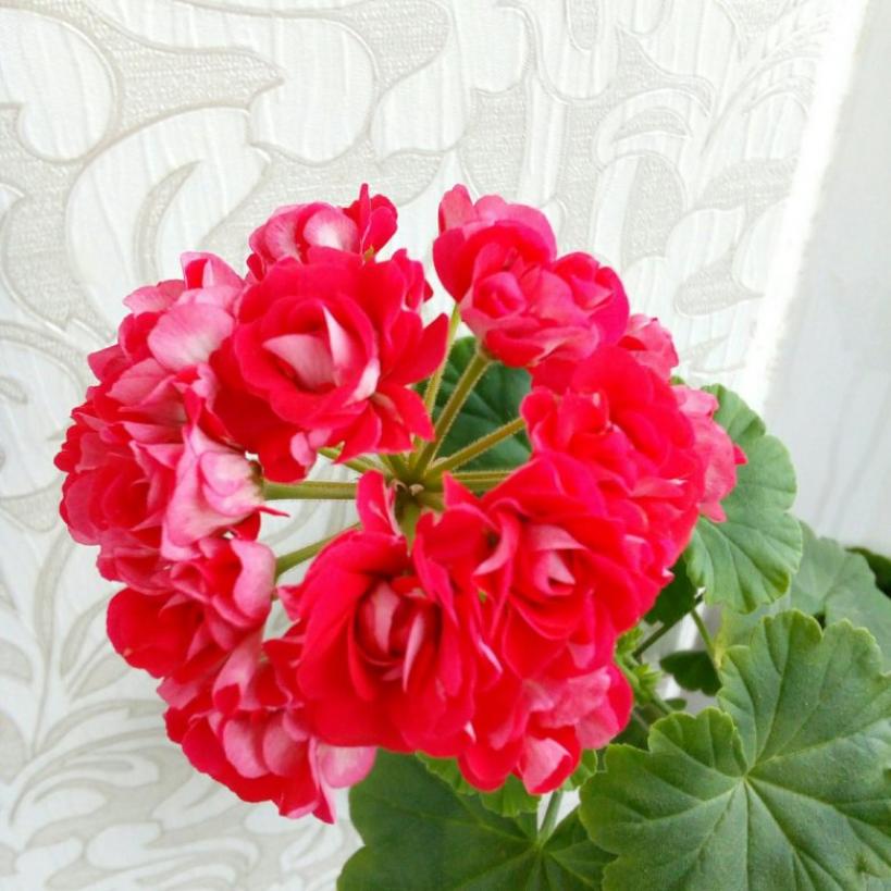 Пеларгония Маргарита 6