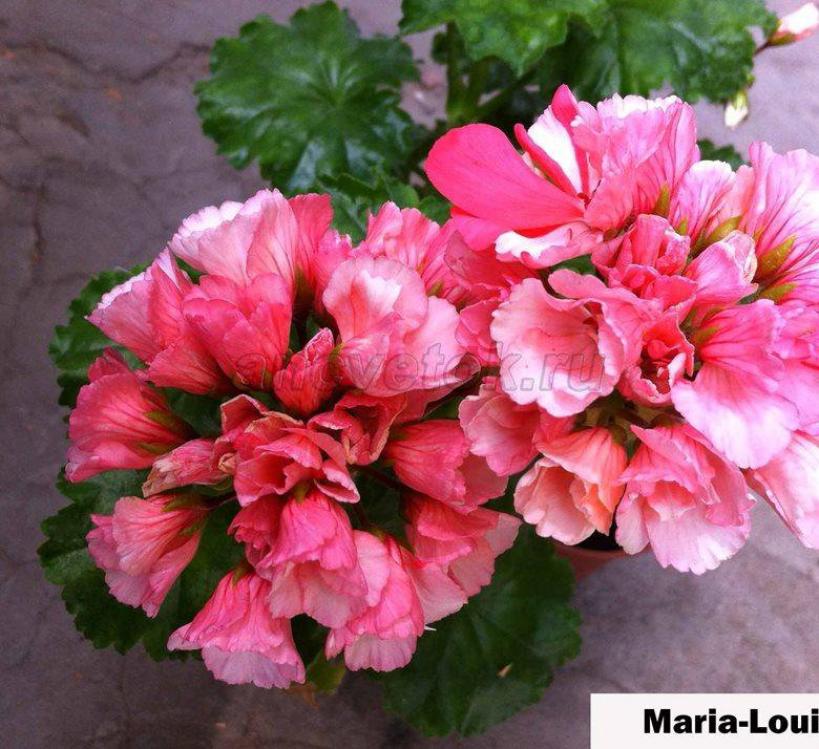 Пеларгония Мария-Луиза 5