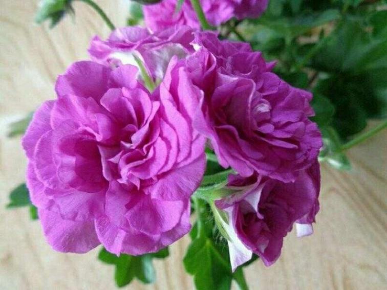 Пеларгония Mauve Beauty 2