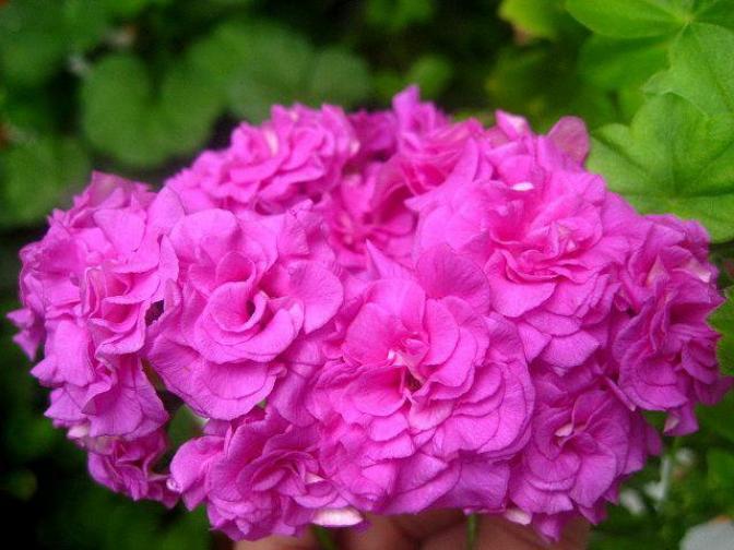 Пеларгония Mauve Beauty 3