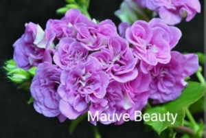 Пеларгония Mauve Beauty