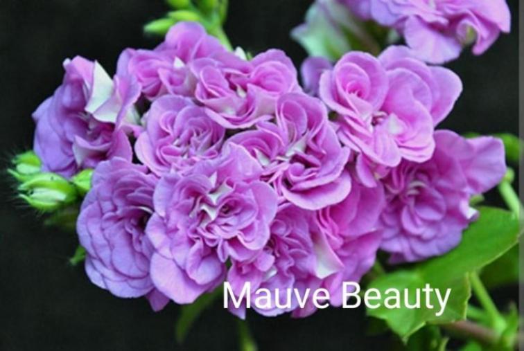Пеларгония Mauve Beauty