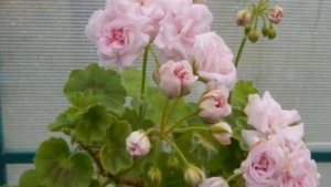 Пеларгония Милфилд Роуз (Millfield Rose)
