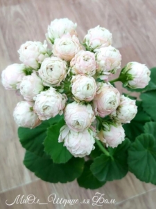 Пеларгония Миол Шерше ля Фам