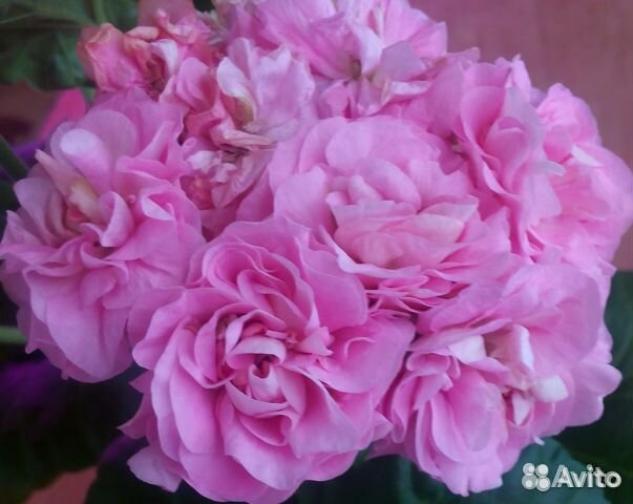 Пеларгония Мисс Розе (Miss Rose) 2
