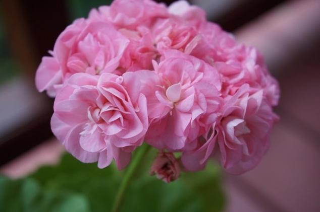 Пеларгония Мисс Розе (Miss Rose) 3