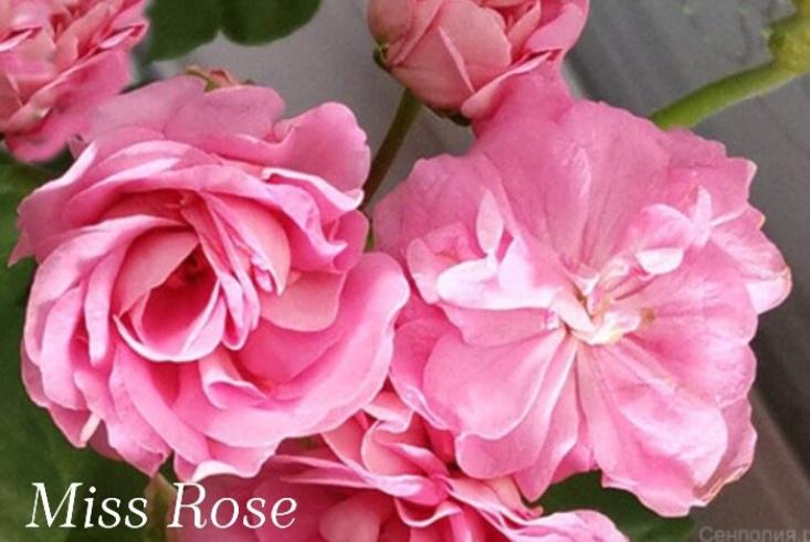 Пеларгония Мисс Розе (Miss Rose) 4