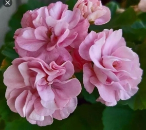Пеларгония Мисс Розе (Miss Rose)