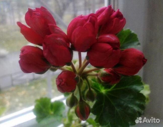 Пеларгония Мистер Чарльз (Mrs.Charles) 3