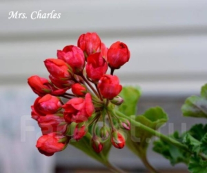 Пеларгония Мистер Чарльз (Mrs.Charles)