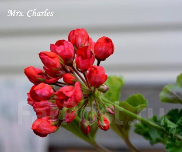 Пеларгония Мистер Чарльз (Mrs.Charles)