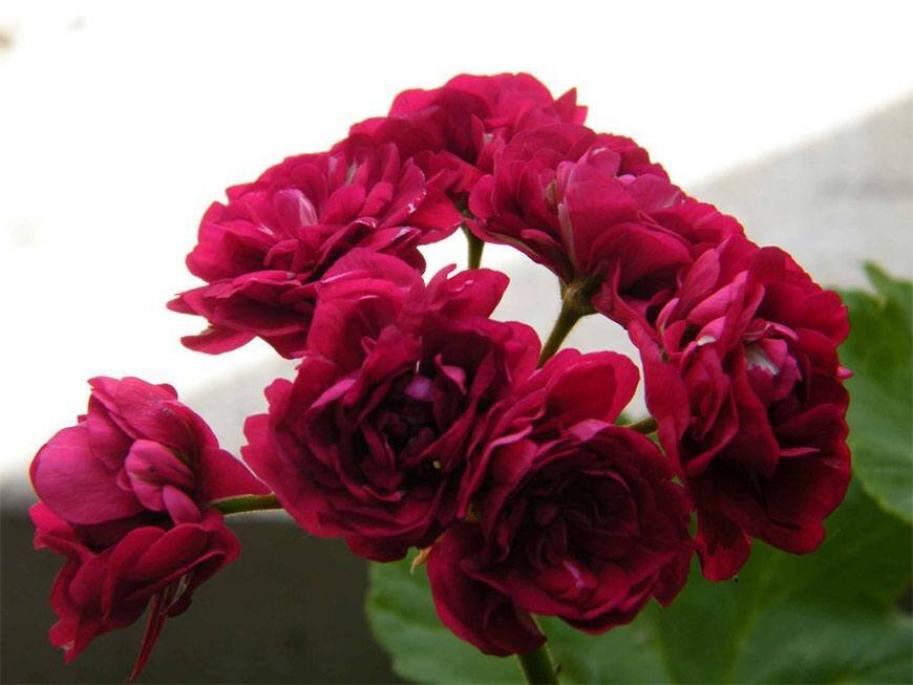 Пеларгония Монсеруд Розен (Monseruds Rosen) 2