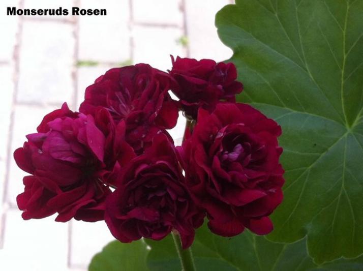 Пеларгония Монсеруд Розен (Monseruds Rosen) 3