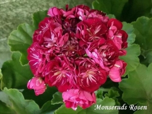 Пеларгония Монсеруд Розен (Monseruds Rosen)