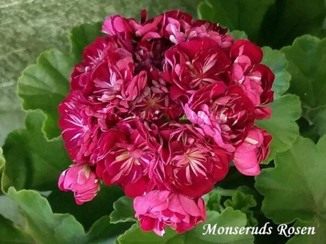 Пеларгония Монсеруд Розен (Monseruds Rosen)