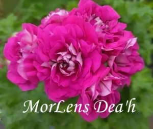 Пеларгония Морленс Дих (MorLens Deah)