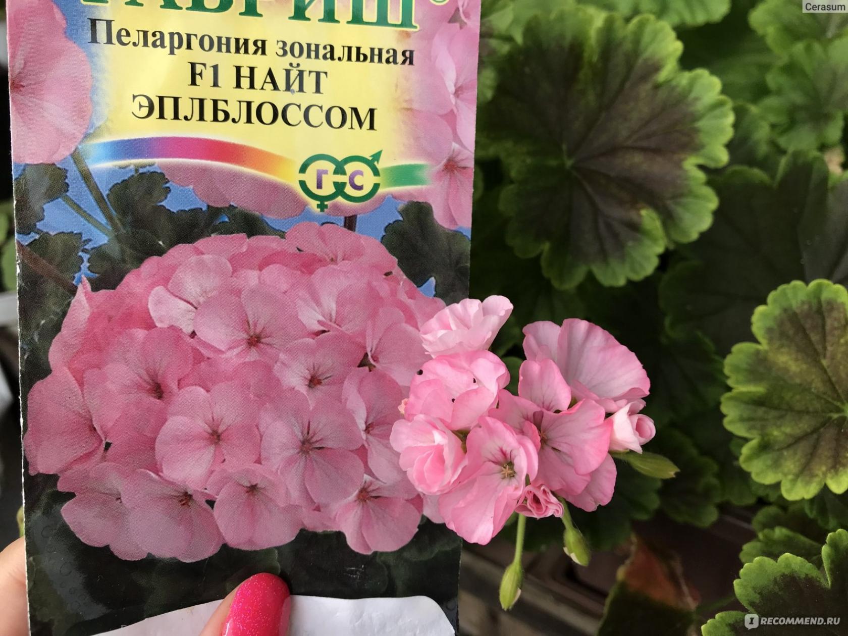 Пеларгония Найт Эплблоссом 3