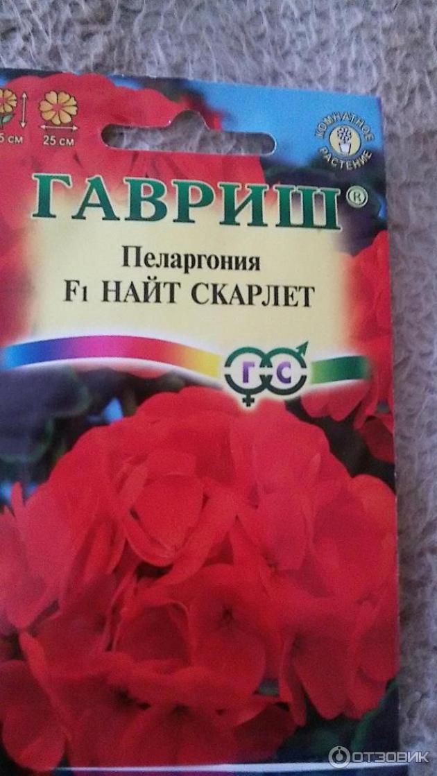 Пеларгония Найт Скарлет 3