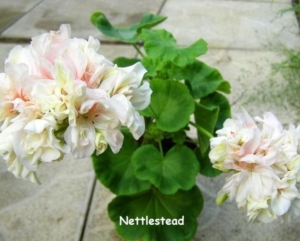 Пеларгония Nettlestead