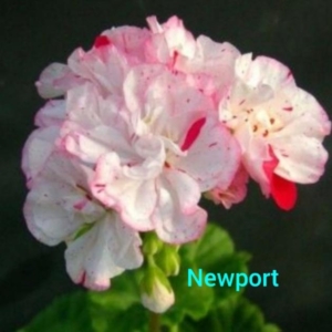Пеларгония Newport