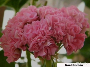 Пеларгония Noel Gordon