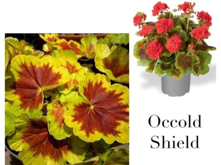 Пеларгония Occold Shield 2