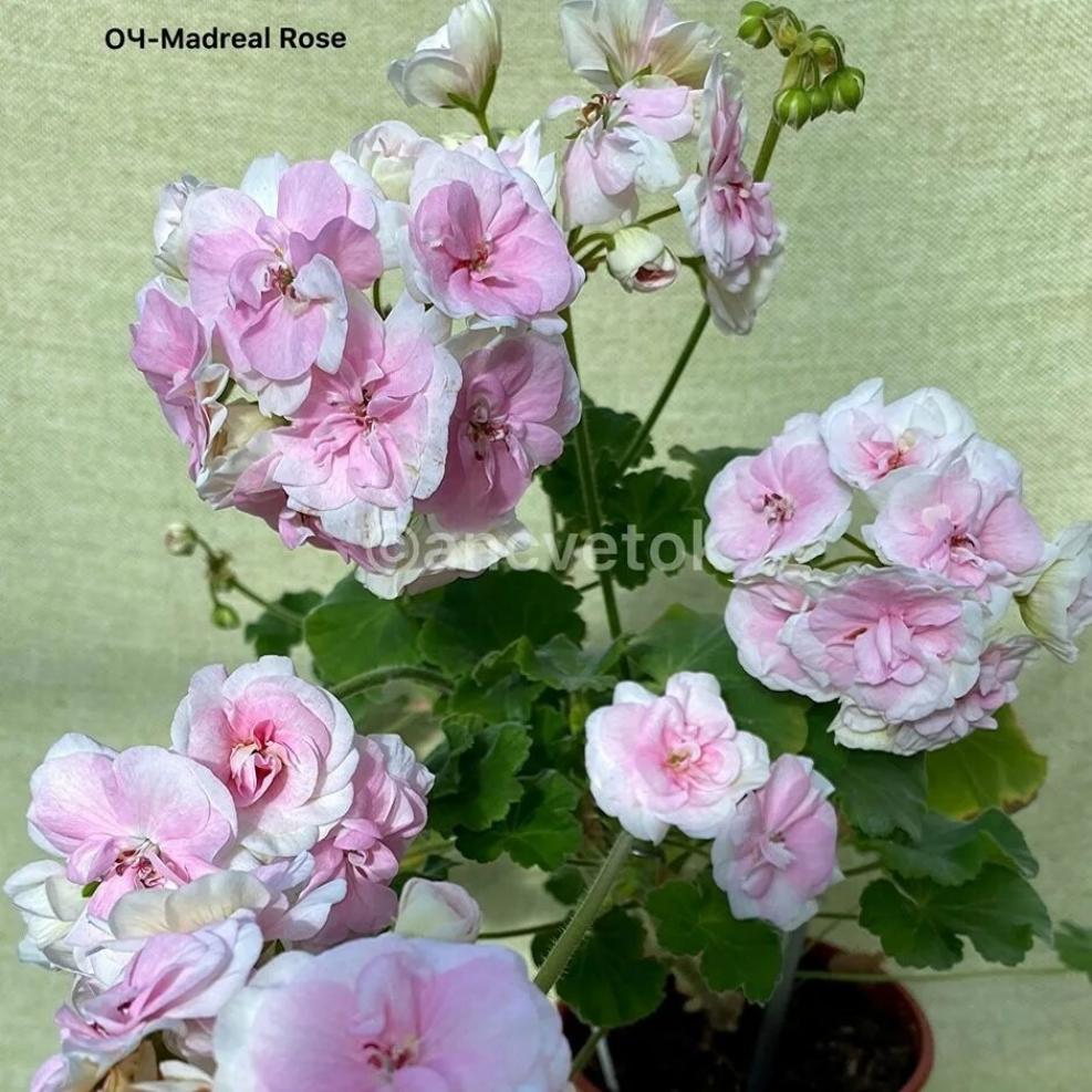 Пеларгония ОЧ-Мадперл Роуз (ОЧ-Madpearl Rose) 3