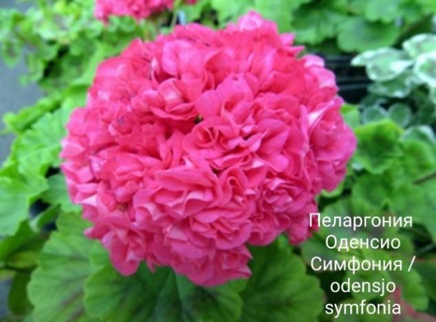Пеларгония Оденсио Симфония 4