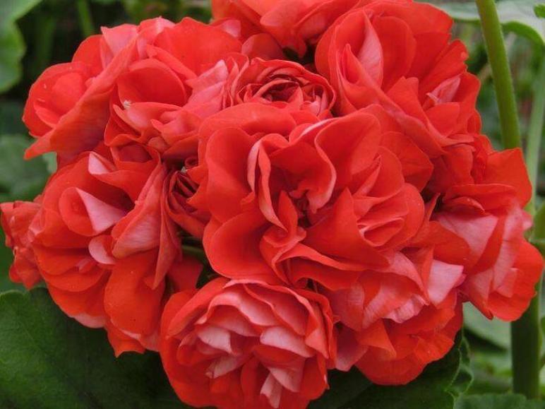 Пеларгония Orange Bud 2