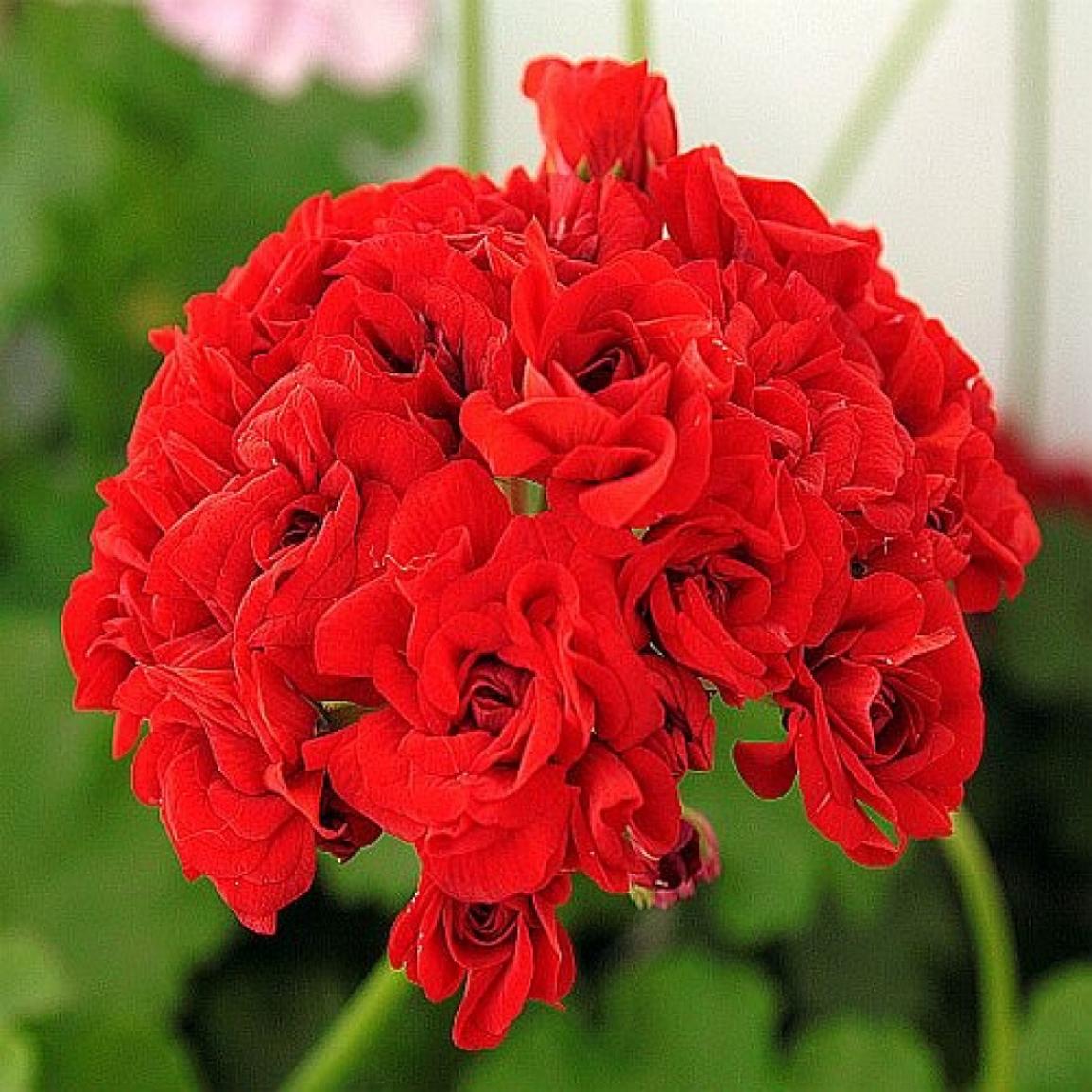 Пеларгония Orange Bud 4