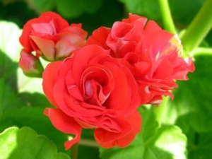 Пеларгония Orange Bud