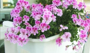 Пеларгония PAC Angeleyes Viola