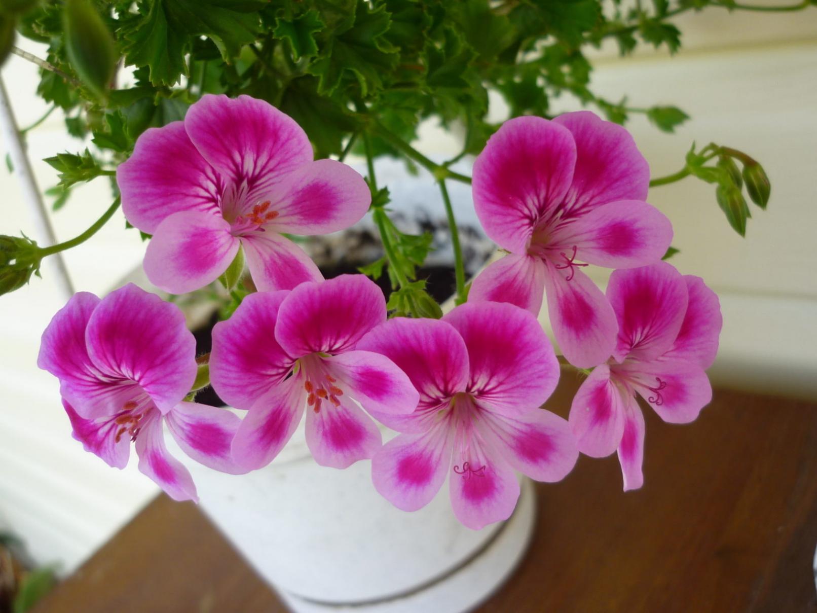Пеларгония PAC Angeleyes Viola 5