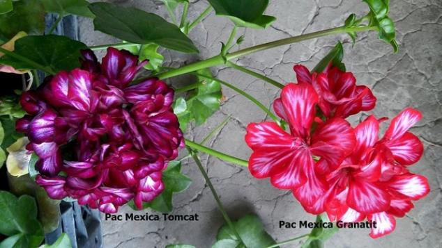 Пеларгония PAC Mexica Tomcat 3