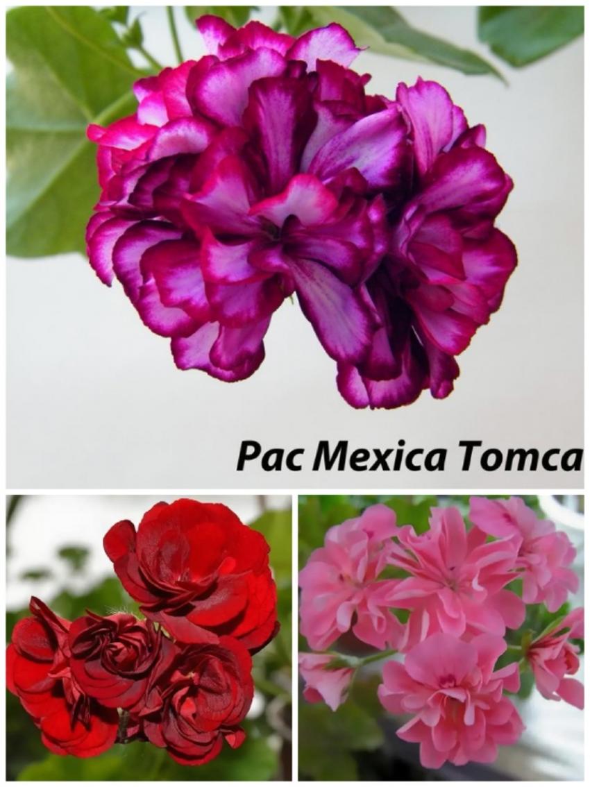 Пеларгония PAC Mexica Tomcat 5