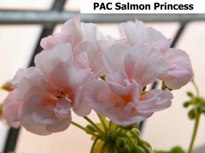 Пеларгония ПАK Cалмон Принцесс (PAC Salmon Princess) 6
