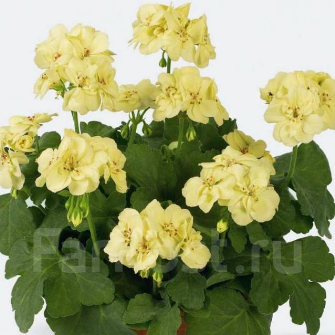 Пеларгония ПАК Ферст Еллоу (PAC First Yellow) 3
