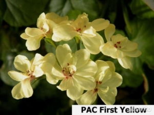 Пеларгония ПАК Ферст Еллоу (PAC First Yellow)