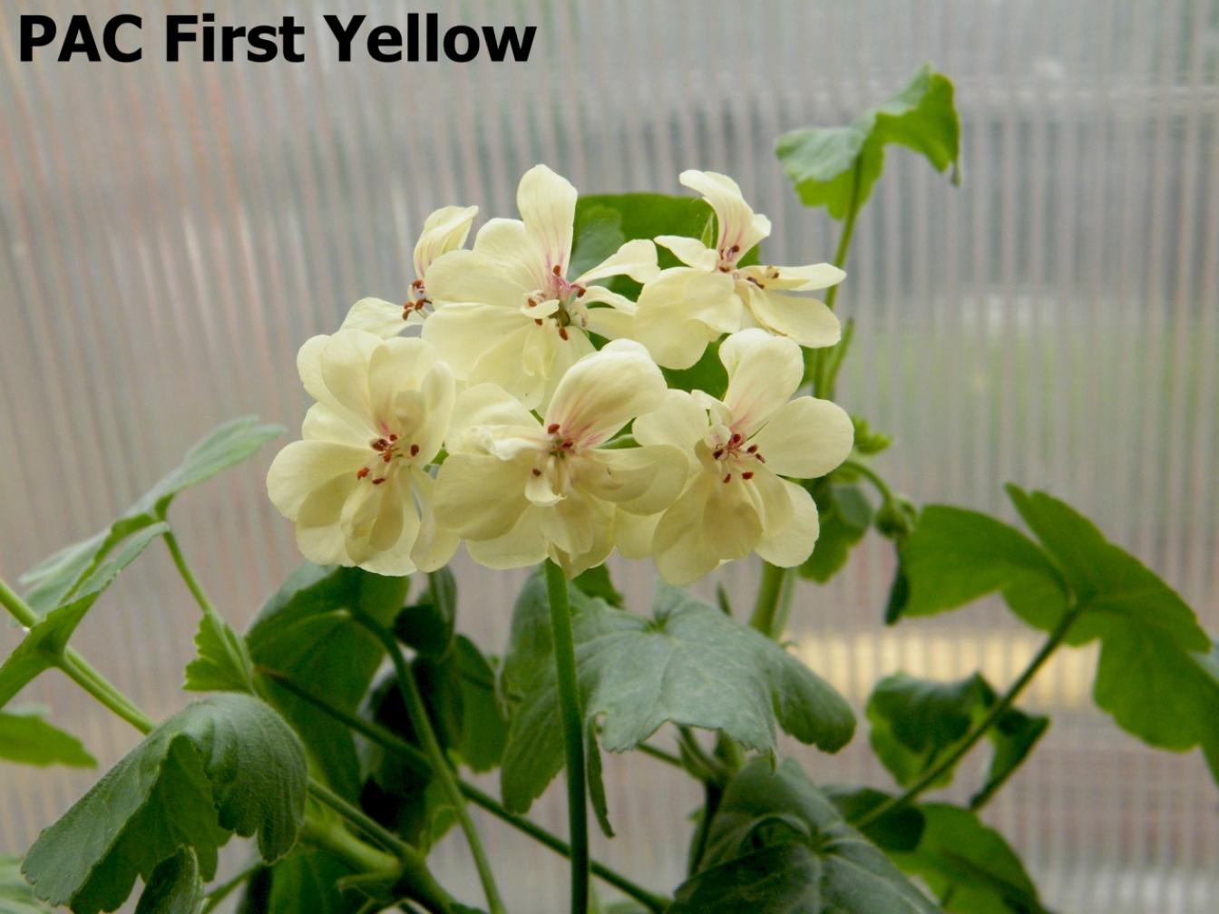 Пеларгония ПАК Ферст Еллоу (PAC First Yellow) 5