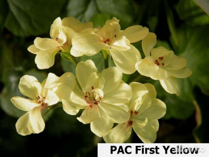Пеларгония ПАК Ферст Еллоу (PAC First Yellow)
