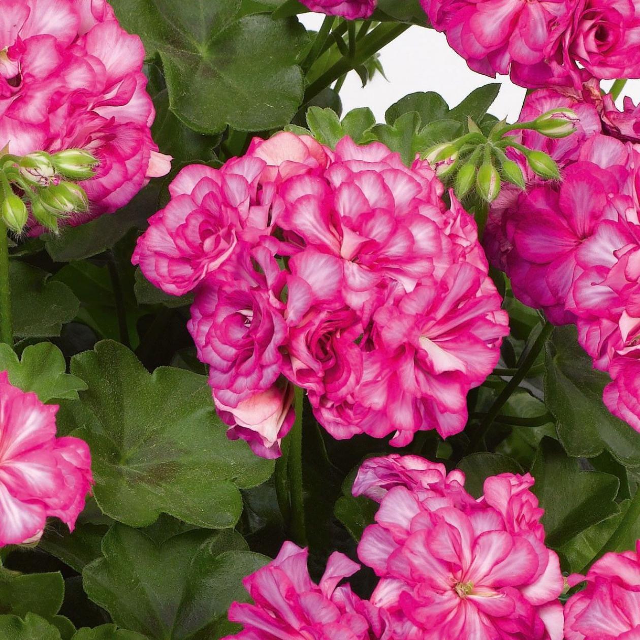 Пеларгония ПАК Винтажная Роза (PAC Vintage Rose) 3