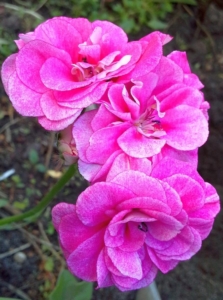 Пеларгония ПАК Винтажная Роза (PAC Vintage Rose)