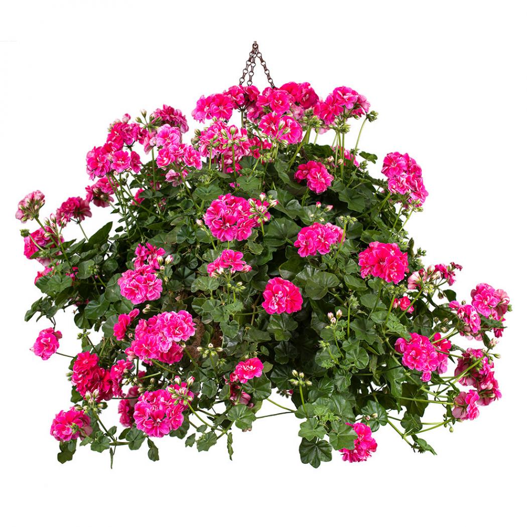 Пеларгония ПАК Винтажная Роза (PAC Vintage Rose) 4