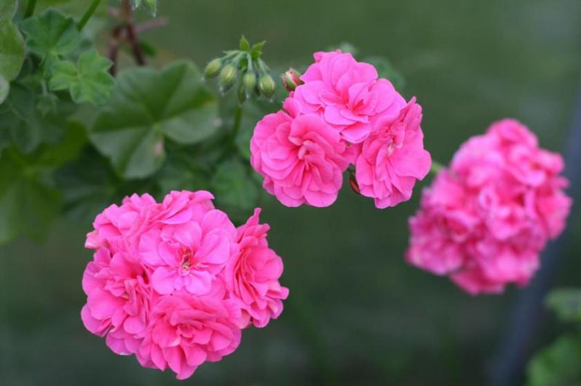 Пеларгония ПАК Винтажная Роза (PAC Vintage Rose) 5